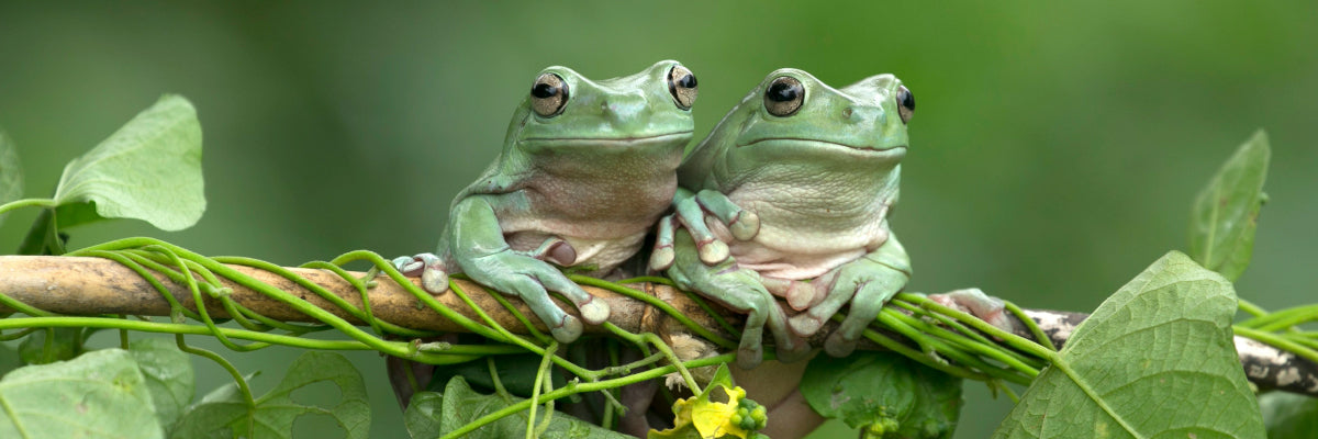 two tree frogs on a branch