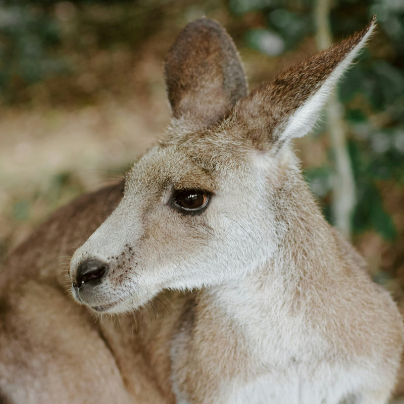 wallaby